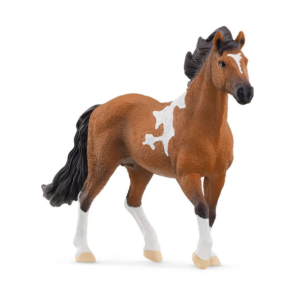 Mangalarga Hingst