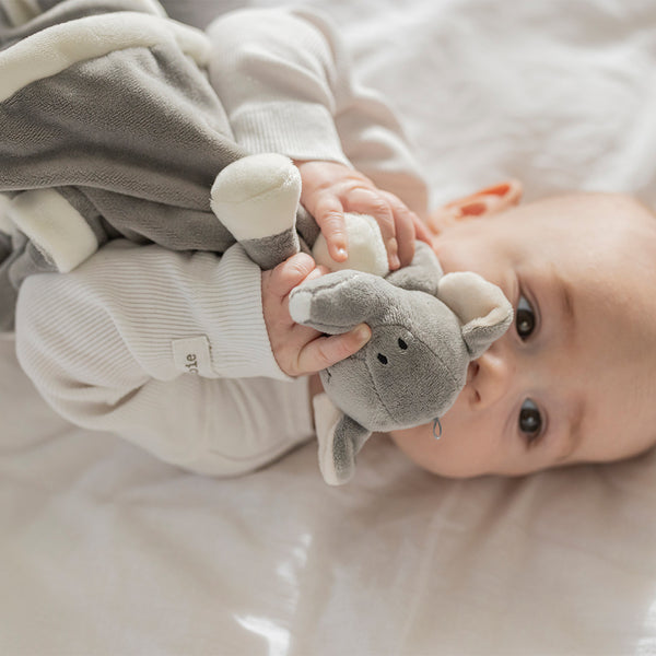 Diinglisar Nusseklud Elefant, Grå