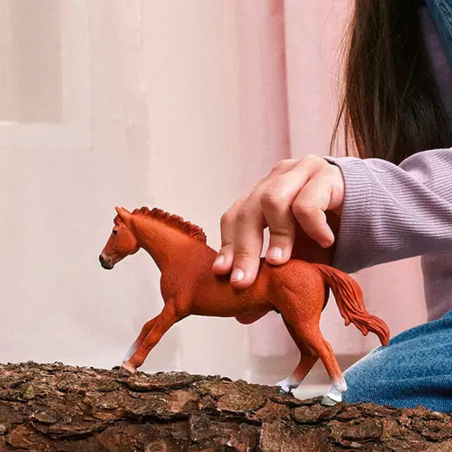 Engelsk Fuldblods Hingst